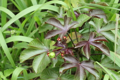 Jatropha glandulifera